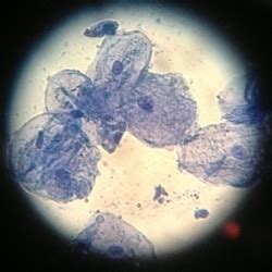 Human Cells and Microscopy