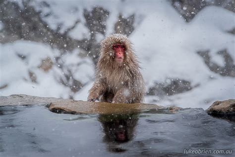 Snow Monkeys Japan Live Camera - Nada Tallie