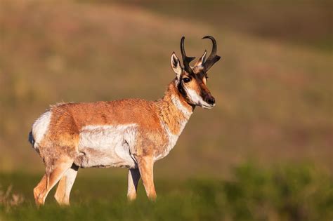 Pronghorn Antelope Standing Proud Fine Art Photo Print | Photos by ...