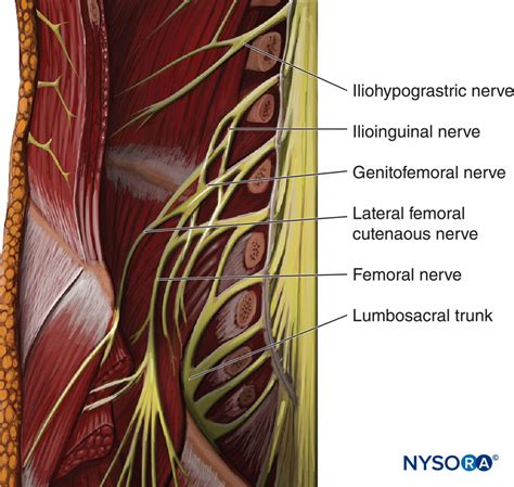 Genitofemoral Nerve Psoas