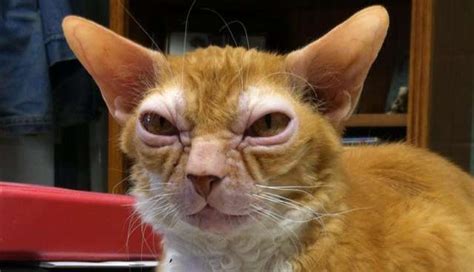 This Cat Weirdly Looks Like Yoda From ‘Star Wars’ - The Dodo