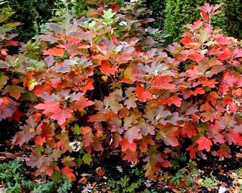 Oakleaf Hydrangea Fall Color