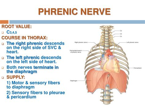 Phrenic Nerve Diagram