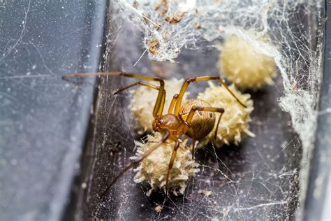 Do Spiders Lay Eggs in the House? | EcoGuard Pest Management