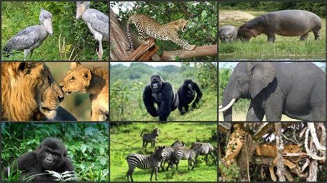 Serengeti National Park Animals | Serengeti Wildlife Safaris | Tanzania ...