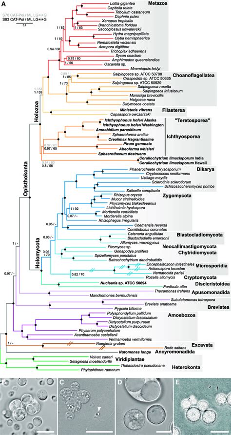 Phylogeny and Cell Biology of Opisthokonts (A) Phylogenetic tree based ...