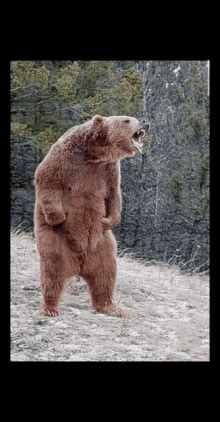 Angry Bear GIFs | Tenor