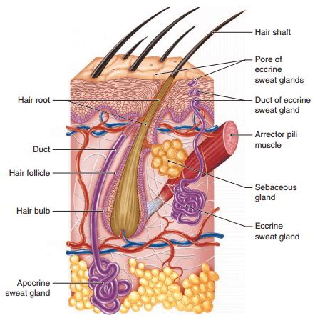 Epidermis And Accessory Structure Formed By The Epidermis And Their ...