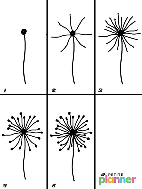 How to Draw a Dandelion - Step By Step Directions!