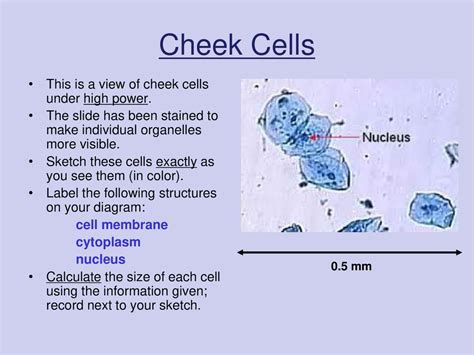 Cheek Cell Under Microscope Labeled