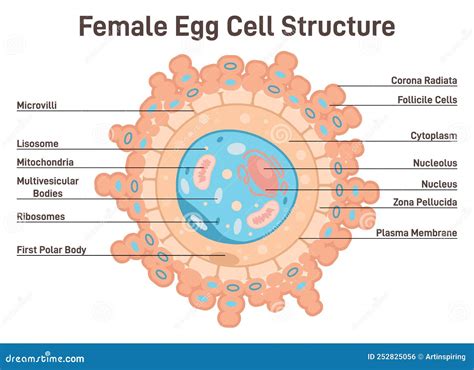 Female Egg Cell Structure. Corona Radiata, Cytoplasm And Nucleus ...