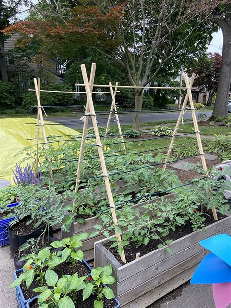 Tutorial: DIY Budget Wooden Tomato Trellis in 2023 | Tomato trellis ...