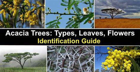 Acacia Trees: Types, Leaves, Flowers, Thorns - Identification (With ...