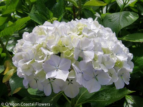 Fresh White Hydrangea Wedding Flowers | Oregon Coastal Flowers