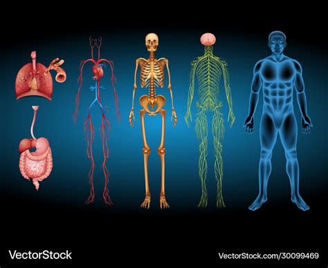 Human body anatomy design set Royalty Free Vector Image