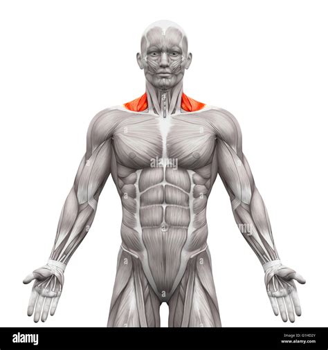 Trapezius Muscle Exercise