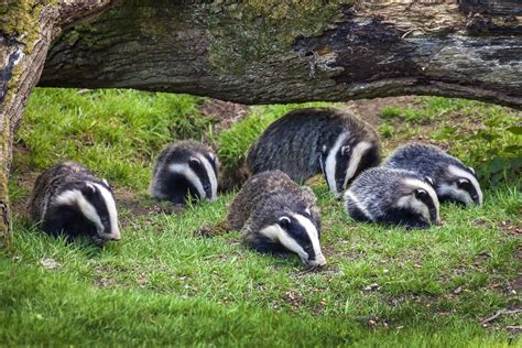 Eurasian Badger: 110 European Badger Profile Fun Facts - Mammal Age