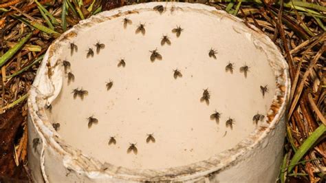 How To Rid Of Drain Flies – Forbes Home