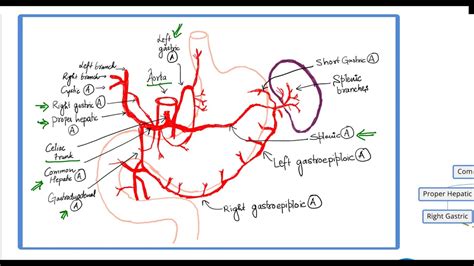 Blood Supply Of Stomach Diagram