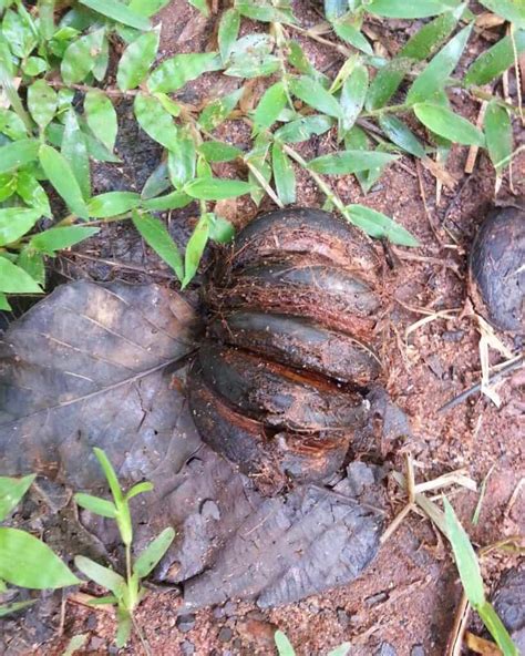 From Seed Bombs to Spiked Trunks - The Wild World of the Sandbox Tree