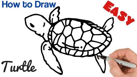 Baby Sea Turtles Drawings