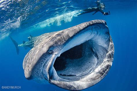 Shark Pictures: SWARMS OF WHALE SHARKS + PREDATORS IN PERIL