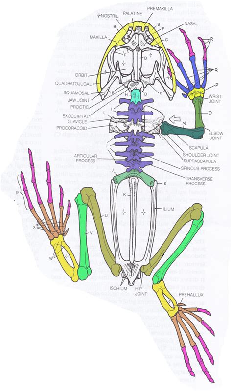 Frog Skeleton Diagram | Quizlet