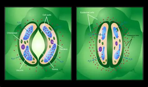 Epidermis Plant Cells