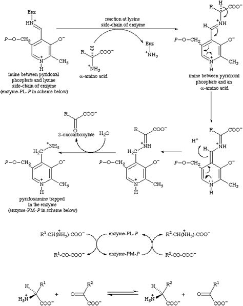 EC 2.6.1 transaminases mechanism