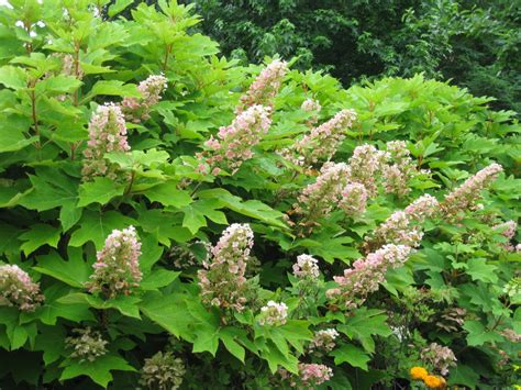 The Stately Oakleaf Hydrangea - Rotary Botanical Gardens