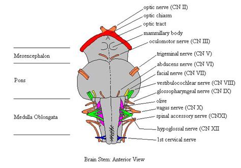 Brainstemanteriorcomplete