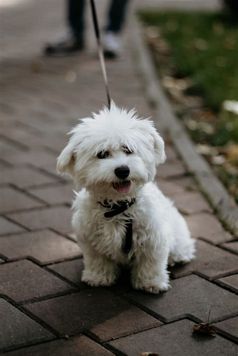 Bichon Frise Size Chart: How Big Is A Full-Grown Bichon Frise?