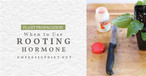 When to Use Rooting Hormone for Plant Propagation