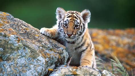 Cute Wild Animals Wallpapers - Top Free Cute Wild Animals Backgrounds ...