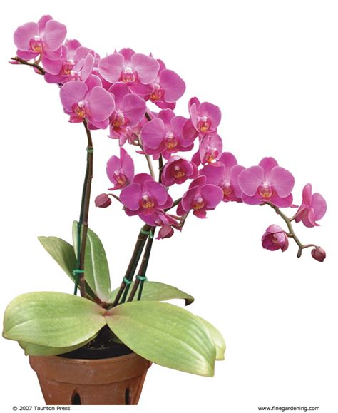 Success With Orchids Indoors - Fine Gardening