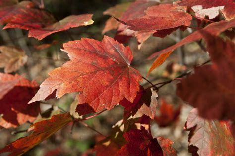 Maple Leaf Close-Up | ClipPix ETC: Educational Photos for Students and ...