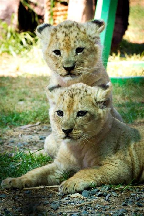 Playful Lion Cubs a hit at Mogo Zoo - ZooBorns