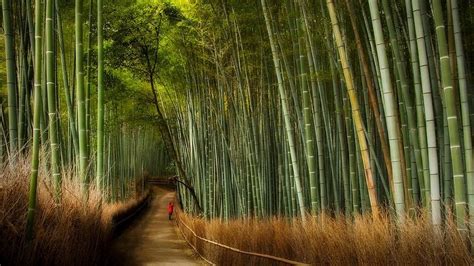 Sagano Bamboo Forest at Arashiyama, Kyoto | Amusing Planet