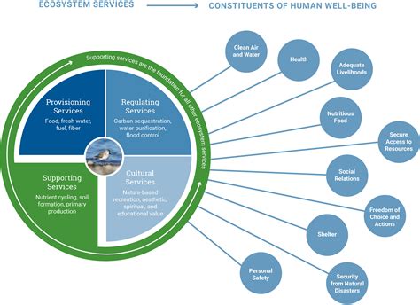 Ecosystem Diagram