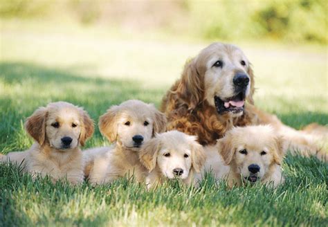 🔥 [50+] Cute Golden Retriever Puppies Wallpapers | WallpaperSafari