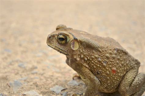 Ugly Old Toad on Concrete Floor Stock Image - Image of brown ...