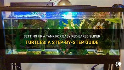 Setting Up A Tank For Baby Red-Eared Slider Turtles: A Step-By-Step ...