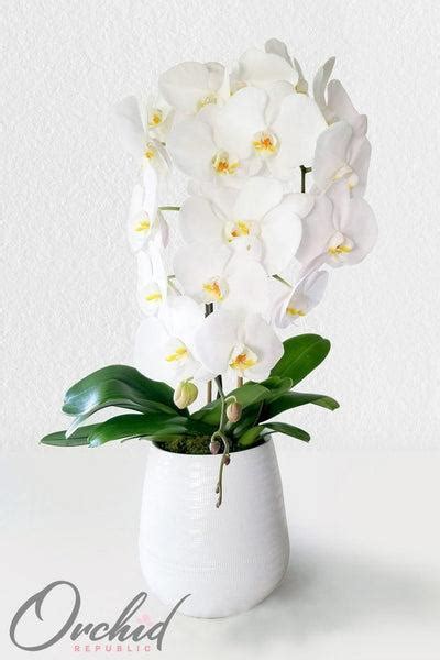 The Timeless Beauty of White Flowers - Rowe Organic