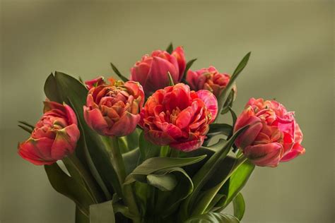 Why We Love Fake Tulips: The Benefits of Artificial Flowers