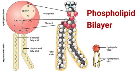 Phospholipid Bilayer- Structure, Types, Properties, Functions