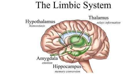 The Amygdala and the emotional brain