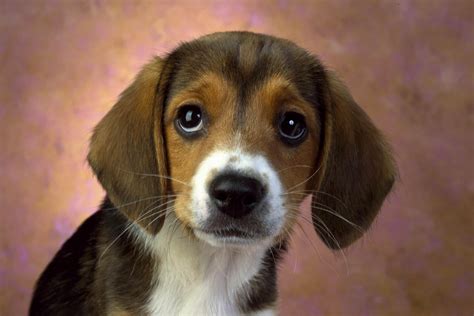 Beagle - Dogs breeds