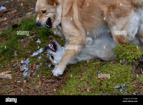 Golden retriever puppy playing Stock Photo - Alamy