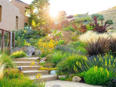 Guide to Drought Tolerant Plants | Yardzen