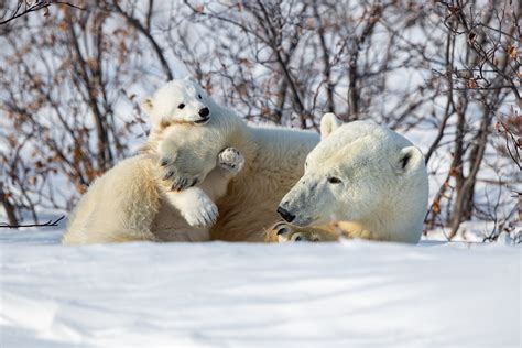 Polar Bear Cubs Wallpaper